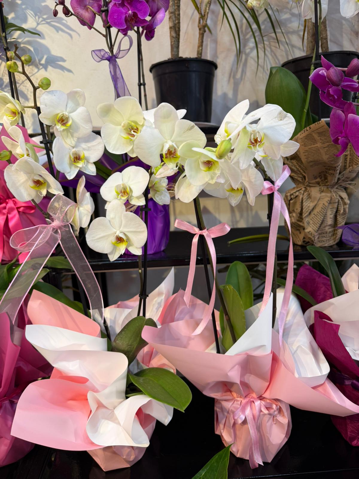 iki dalla ithal beyaz orkide